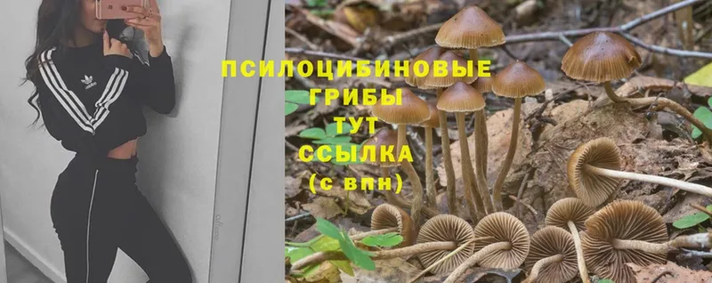 это официальный сайт  Избербаш  Галлюциногенные грибы Cubensis  наркота 